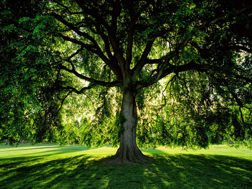 elm-trees-a-guide-to-the-ornamental-tree-the-dirt-doctors