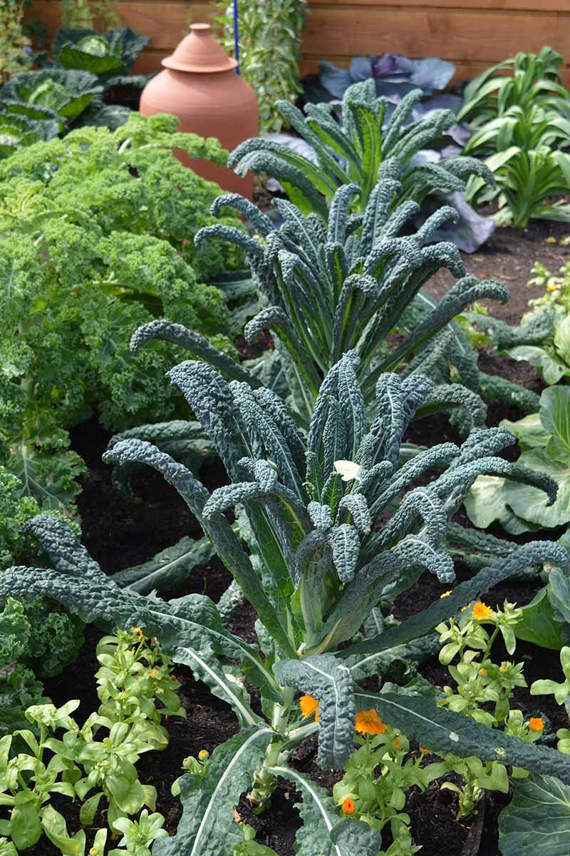 Dinosaur Kale A Handy Guide for Homeowners The Dirt Doctors