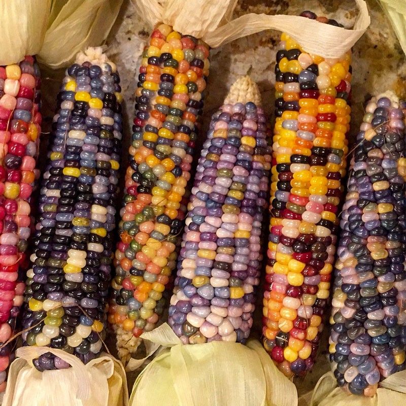 Corn, Rainbow Jewel Pop