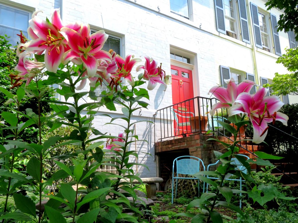 How to Grow Stargazer Lily in Your Garden The Dirt Doctors