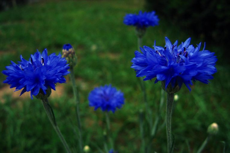 Why Grow Cornflower in Your Garden The Dirt Doctors