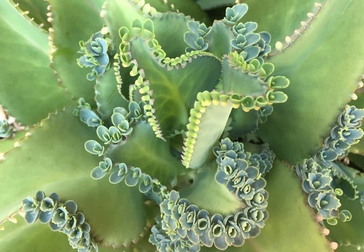 mother of thousands plant