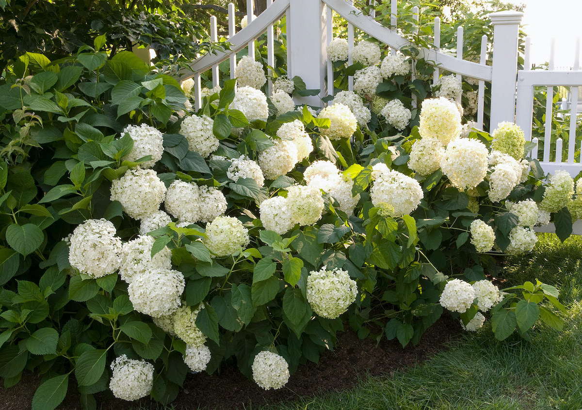 Home Garden Tips DIY Design Greener Living