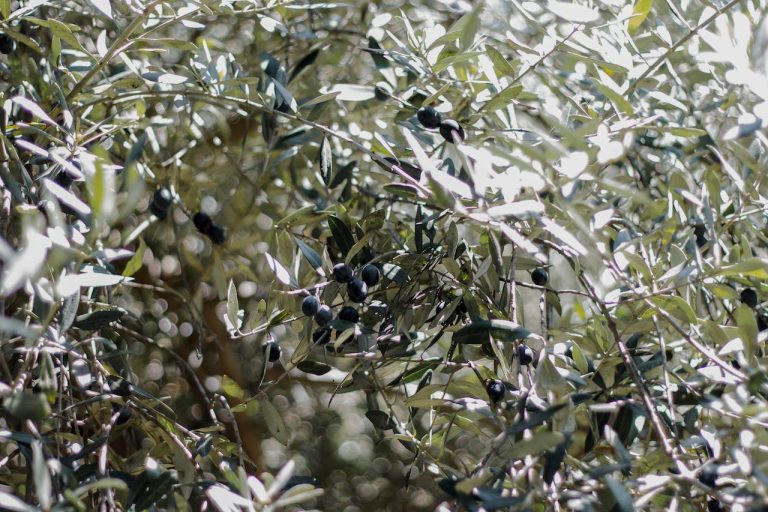 Olive Tree with Fruits