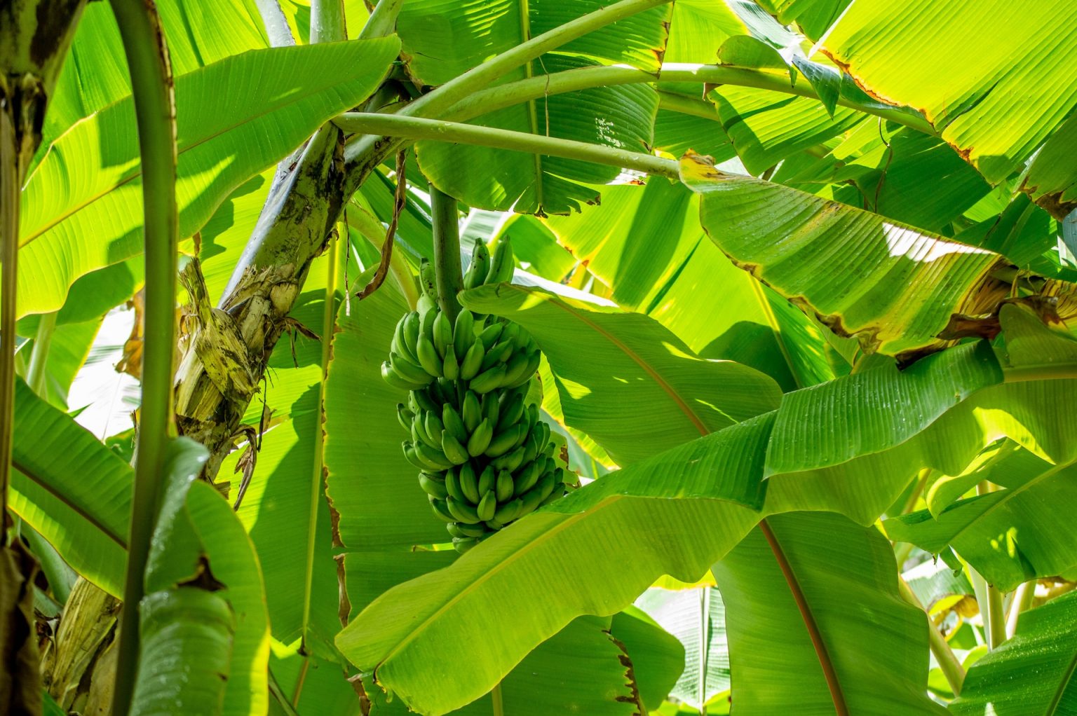 Best Tips on Growing a Banana Tree from a Single Banana - The Dirt Doctors
